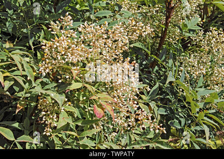 heavenly bamboo in late spring, flowers an leaves Stock Photo