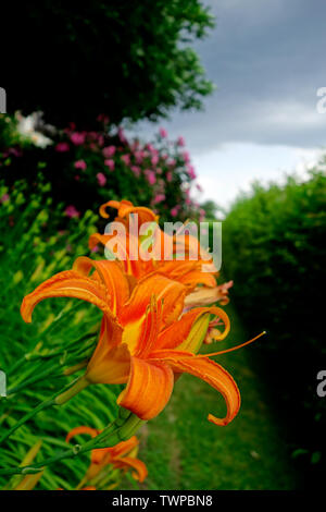 GELBROTE TAGLILIE . Hemerocallis fulva . DAY LILY Stock Photo