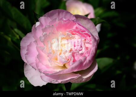 Closeup of a single bloom of Peony Shirley Temple. Stock Photo