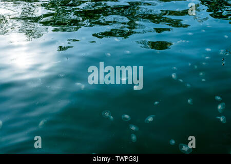 Large accumulation of jellyfish Aurelia in polluted water. Stock Photo