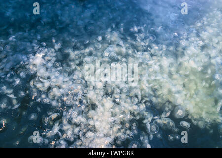 Large accumulation of jellyfish Aurelia in polluted water. Stock Photo