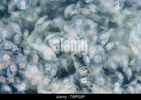 Large accumulation of jellyfish Aurelia in polluted water. Stock Photo