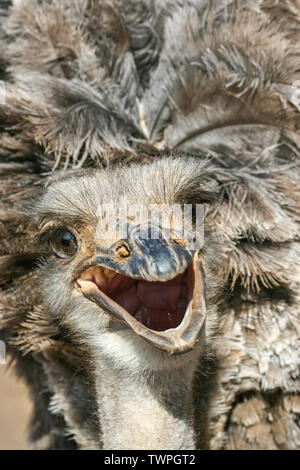 Ostrich, high angle view. Oudtshoorn, South Africa. Stock Photo