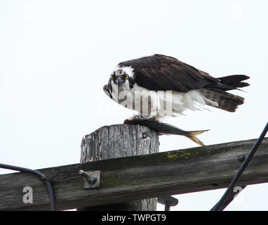 Osprey sitting with fish  on electrical pool Stock Photo