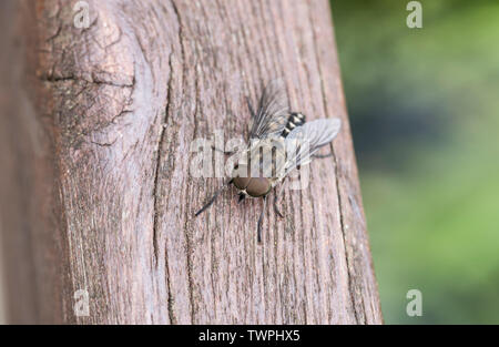 Perched Horsefly (Tabanus sp) Stock Photo