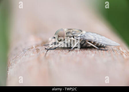 Side view of a Horsefly (Tabanus sp) Stock Photo