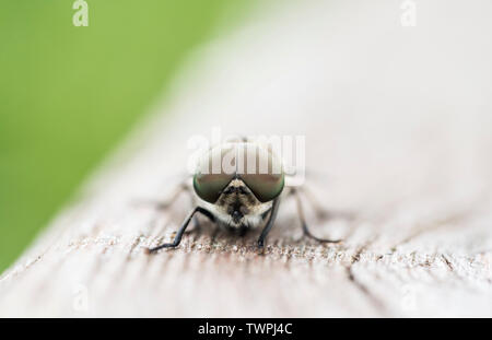 Compound eyes of a Horsefly (Tabanus sp) Stock Photo