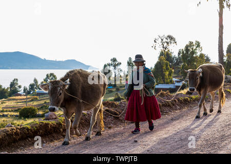 Quechua woman walking cows to a field in Luquina Chico, Lake Titicaca, Peru, South America Stock Photo