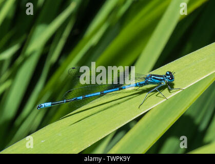Coenagrion puella male closeup (Azure Damselfly, Damselflies) on a leaf in Summer (June) near water by a garden pond in West Sussex, England, UK. Stock Photo