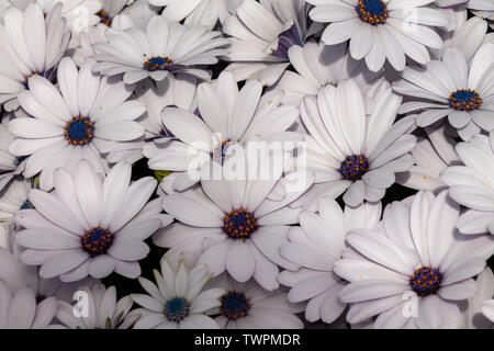 Closeup of White Cape daisy (Osteospermum) with purple center Stock Photo