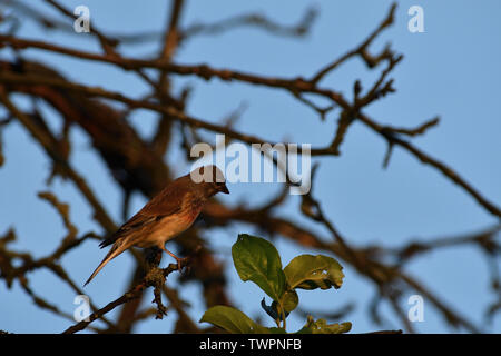 Goldfinch sits hidden on branch on tree Stock Photo