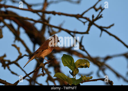 Goldfinch sits hidden on branch on tree Stock Photo