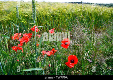 Poppies on the edge of a wheat field on a countryside walk around Ivinghoe Beacon, Ashridge Estate, Ivinghoe, Buckinghamshire, Chilterns, UK Stock Photo