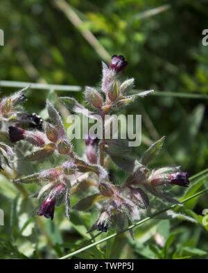 Brown Nonea. Nonea pulla. Flowering plant.  Honey plant. Kazakhstan Stock Photo