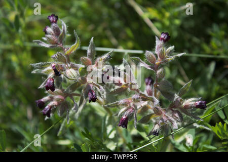 Brown Nonea. Nonea pulla. Flowering plant.  Honey plant. Kazakhstan. Stock Photo