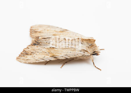 An example of a Light Arches moth, A. lithoxylaea, found in June and photographed on a white background showing side view. Dorset England UK GB Stock Photo