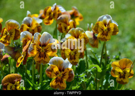 Bunch of Viola Deltini 'Honey Bee' Flowers grown in a English Cottage Garden, England, UK. Stock Photo