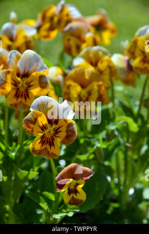 Bunch of Viola Deltini 'Honey Bee' Flowers grown in a English Cottage Garden, England, UK. Stock Photo