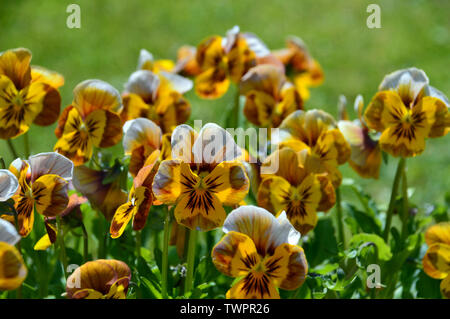 Bunch of Viola Deltini 'Honey Bee' Flowers grown in a English Cottage Garden, England, UK. Stock Photo