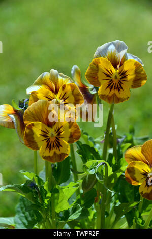 Bunch of Viola Deltini 'Honey Bee' Flowers grown in a English Cottage Garden, England, UK. Stock Photo