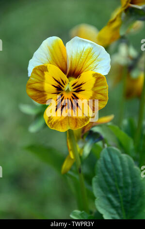 Single Viola Deltini 'Honey Bee' Flowers grown in a English Cottage Garden, England, UK. Stock Photo