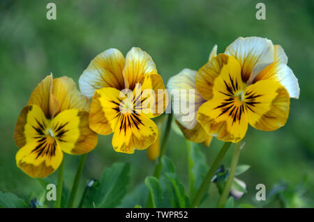 Three Viola Deltini 'Honey Bee' Flowers grown in a English Country Garden, England, UK. Stock Photo