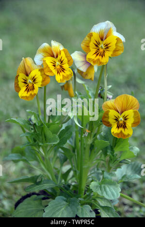 Bunch of Viola Deltini 'Honey Bee' Flowers grown in a English Cottage Garden, England, UK. Stock Photo