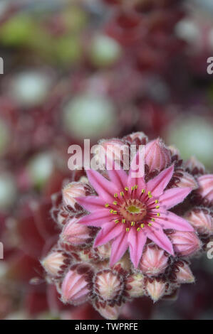 Single Pink Cobweb House-Leek (Sempervivum Arachnoideum Stansfieldii) Flower grown in a English Cottage Garden, England, UK. Stock Photo