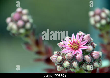 Single Pink Cobweb House-Leek (Sempervivum Arachnoideum Stansfieldii) Flower grown in a English Cottage Garden, England, UK. Stock Photo