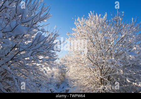Snow-covered branches in winter - Scotland, UK Stock Photo