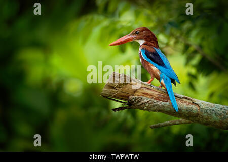 White-throated Kingfisher Halcyon smyrnensis on the branch, also known as the white-breasted kingfisher,  tree kingfisher, distributed in Asia from Tu Stock Photo