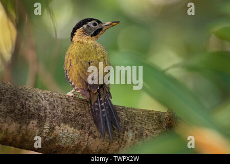 Laced Woodpecker - Picus vittatus species of bird in the family Picidae, throughout Southeast Asia in Cambodia, China, Indonesia, Laos, Malaysia, Myan Stock Photo