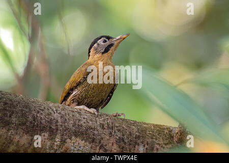 Laced Woodpecker - Picus vittatus species of bird in the family Picidae, throughout Southeast Asia in Cambodia, China, Indonesia, Laos, Malaysia, Myan Stock Photo