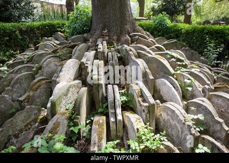 The Hardy Tree, in the churchyard of St Pancras Old Church, is an ash tree circled by gravestones placed there by the writer Thomas Hardy. Stock Photo