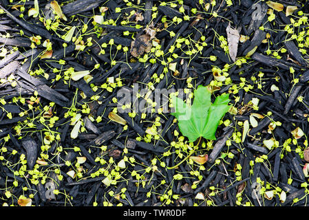 Norway maple (acer platanoides) female flowers and single leaf on black mulch. Stock Photo