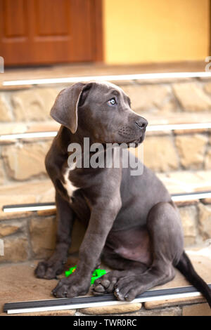 Cute cane corso puppy dog sitting on the steps near the house and looking up. Stock Photo