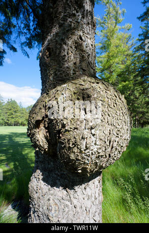 Closeup of a large burl growing on a tree. Stock Photo