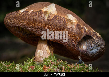 Close up of a giant mushroom in the forrest. Stock Photo