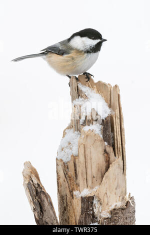 Black-capped Chickadee (Poecile atricapillus), Winter, Eastern North America, by Dominique Braud/Dembinsky Photo Assoc Stock Photo