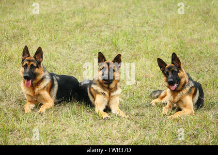 portrait of three german shepherd dogs on grass Stock Photo