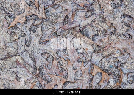 Red oak leaves, frozen in pond, Eastern North America, by Dominique Braud/Dembinsky Photo Assoc Stock Photo