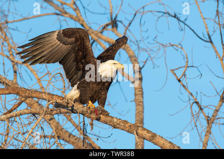 American Bald Eagle (Haliaeetus leucocephalus), adult with food, in Cottonwood tree,North America, by Dominique Braud/Dembinsky Photo Assoc Stock Photo