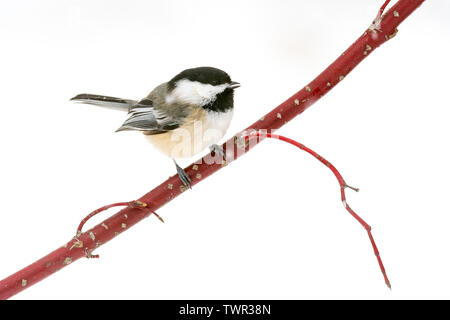 Black-capped Chickadee (Poecile atricapillus), Winter, Eastern North America, by Dominique Braud/Dembinsky Photo Assoc Stock Photo