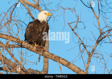 American Bald Eagle (Haliaeetus leucocephalus), adult with food, in Cottonwood tree,North America, by Dominique Braud/Dembinsky Photo Assoc Stock Photo