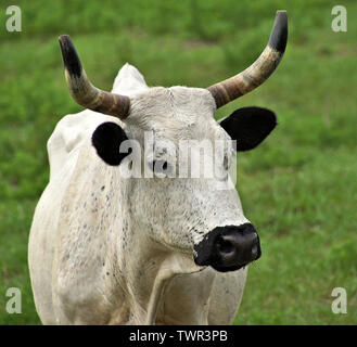 Florida Cracker Cow from Babcock Ranch in Charlotte County, Florida Stock Photo