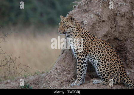 Africa, Zambia, South Luangwa National Park. African leopard (WILD: Panthera pardus) on termite mound.