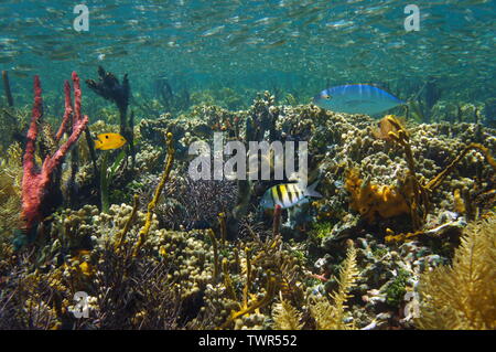 Thriving marine life in a coral reef underwater in the Caribbean sea, Belize Stock Photo