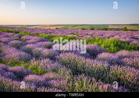 Blossoming lavender fields at sunset Stock Photo