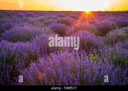 Blossoming lavender fields at sunset Stock Photo
