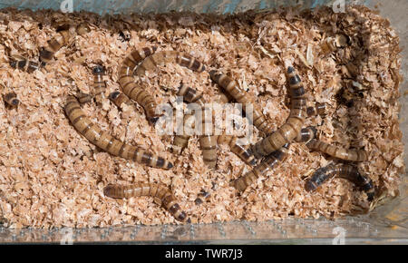 Morio Worms  UK Waxworms Ltd